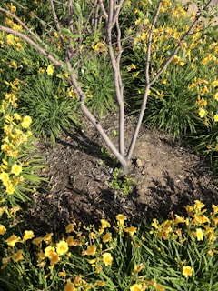 Bright seasonal flowers planted carefully around a freshly mulched tree base in a residential yard.