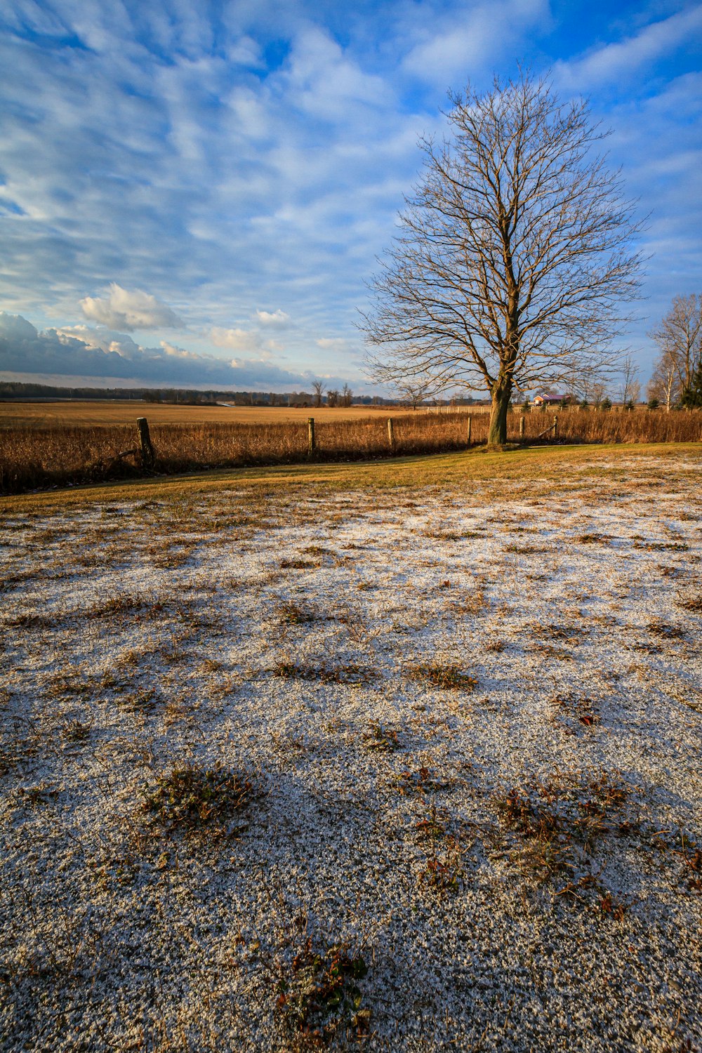 leafless trees on snow covered ground under cloudy sky during daytime