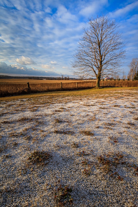 leafless trees on snow covered ground under cloudy sky during daytime in Prince Edward County Canada