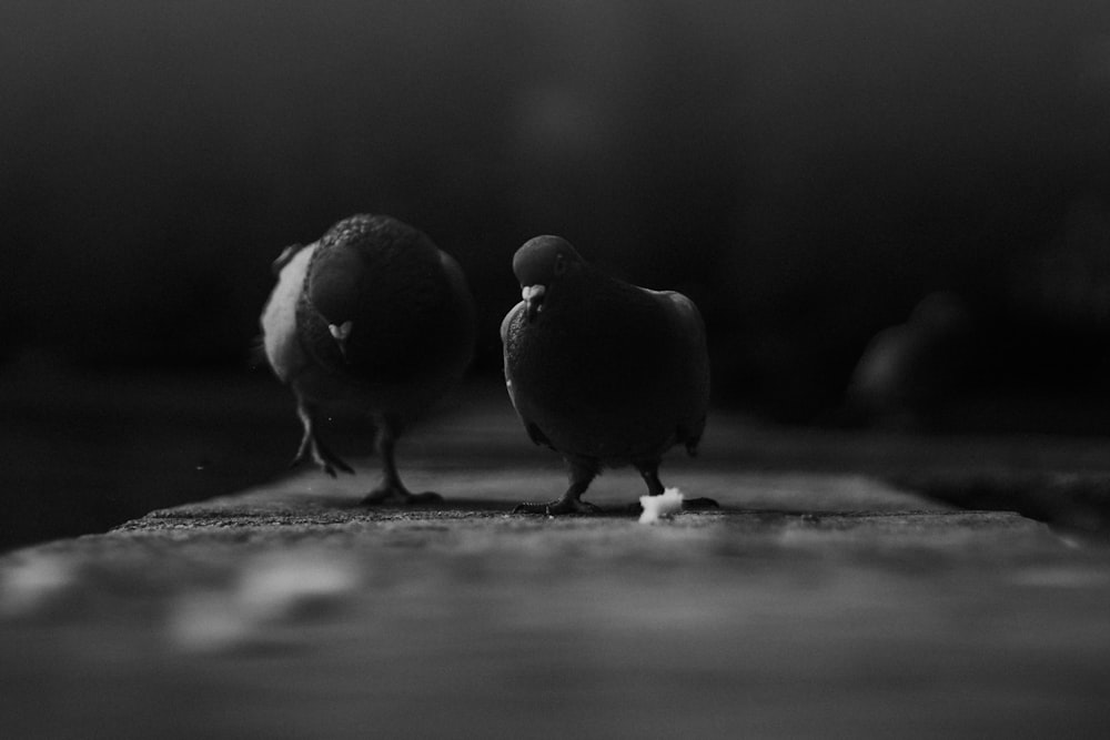 grayscale photo of two birds on ground