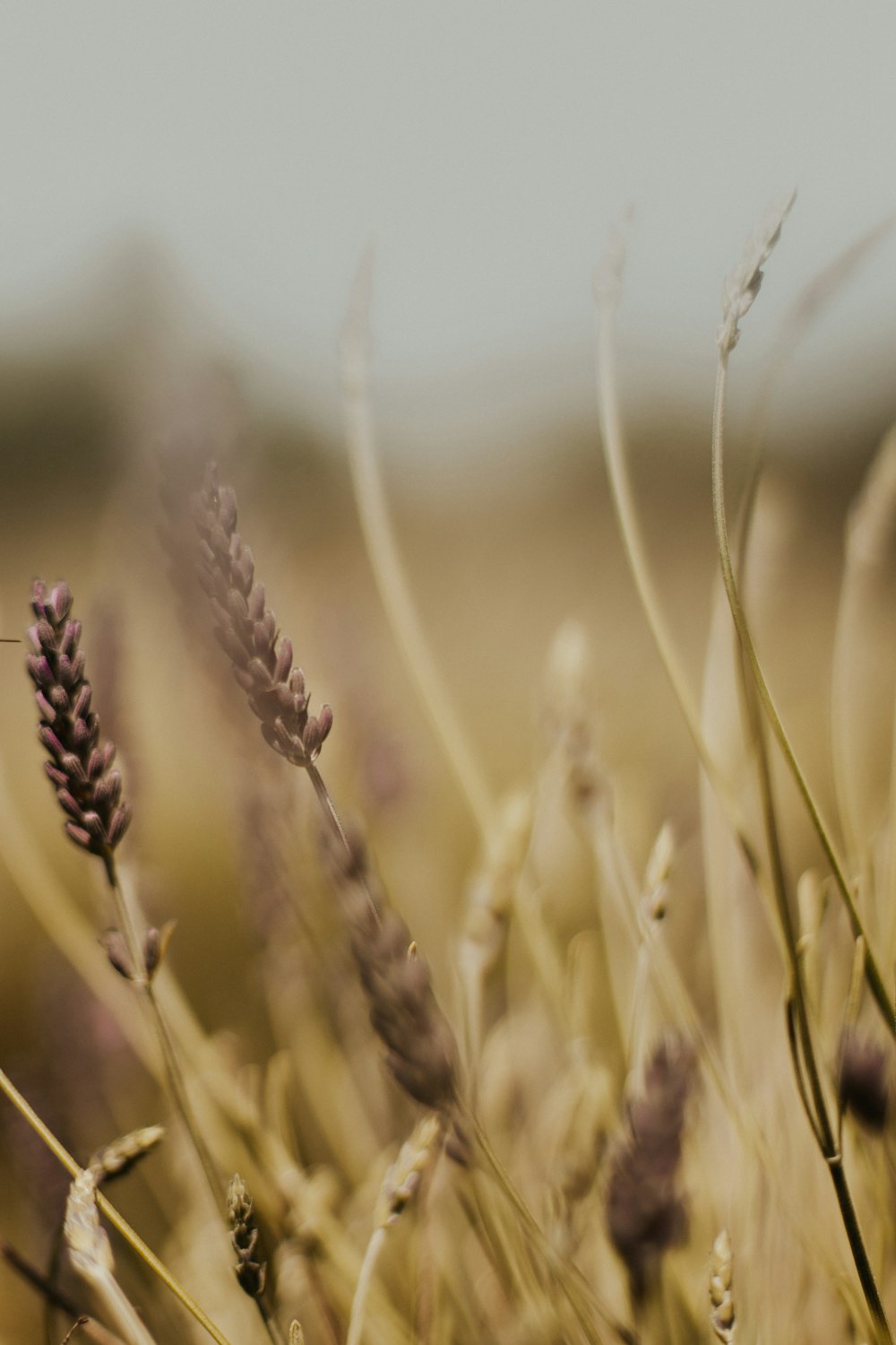 brown wheat in close up photography