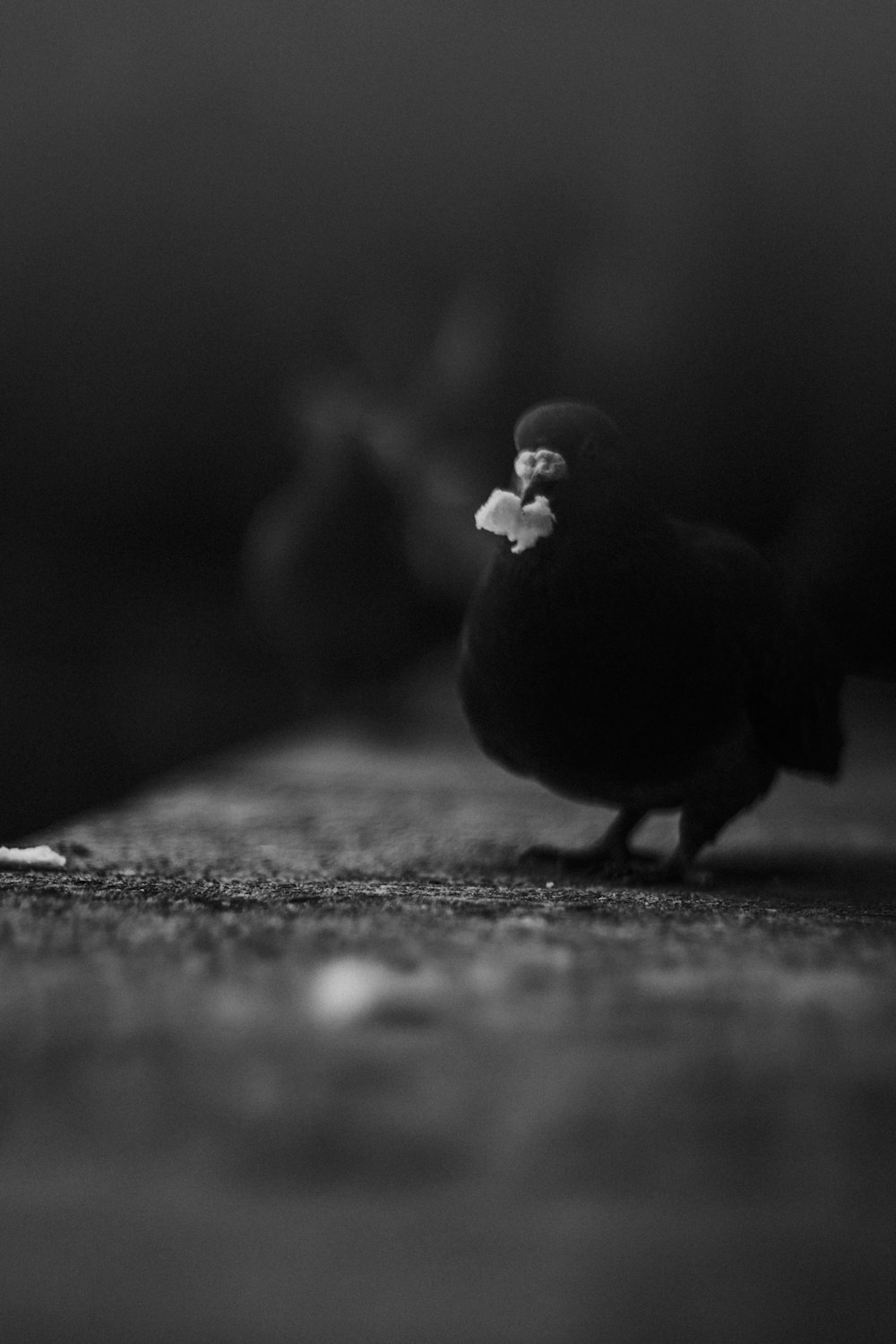 oiseau noir et blanc sur surface noire et blanche