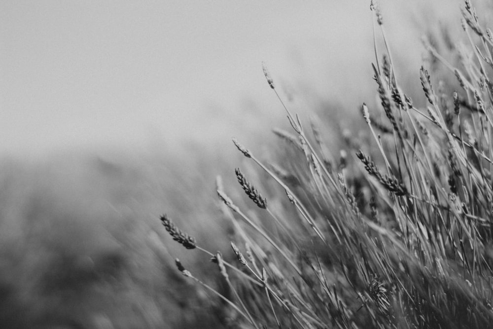 grayscale photo of wheat plant