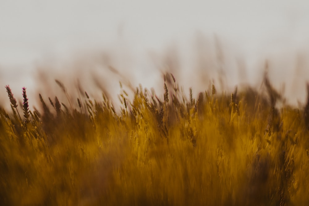 brown grass field during daytime