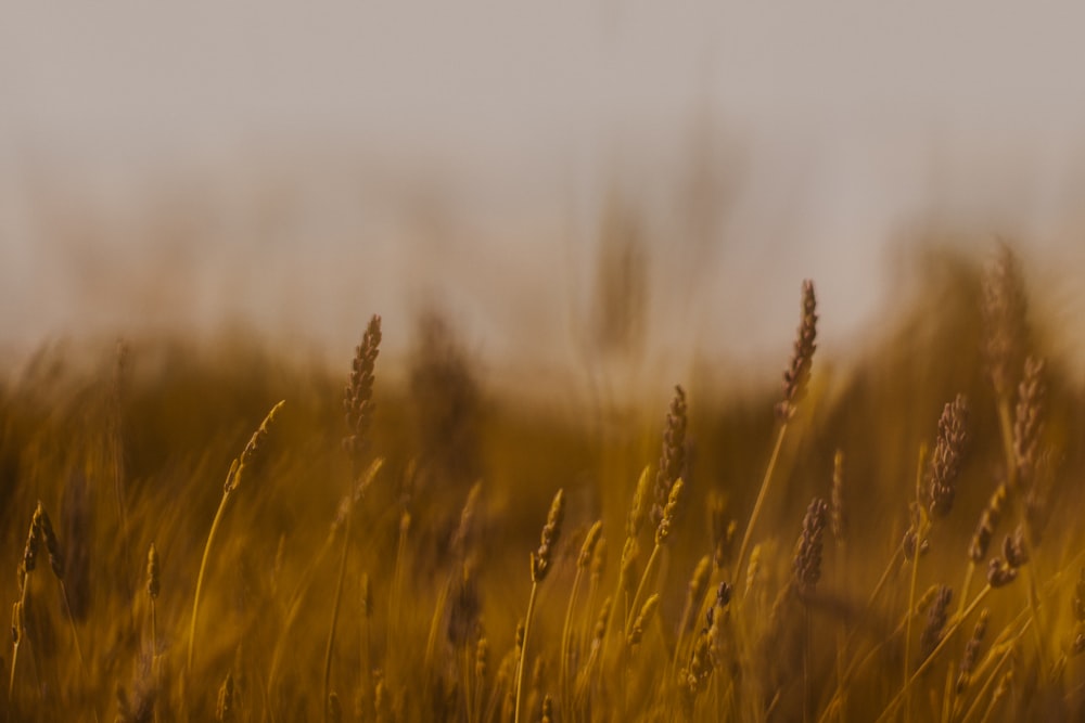 Campo de trigo marrón durante el día