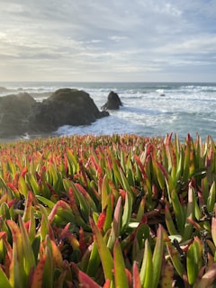 A coastal landscape with vivid green and red succulents in the foreground. Waves crash gently on the rocky shoreline under a cloudy sky, creating a tranquil and scenic atmosphere.