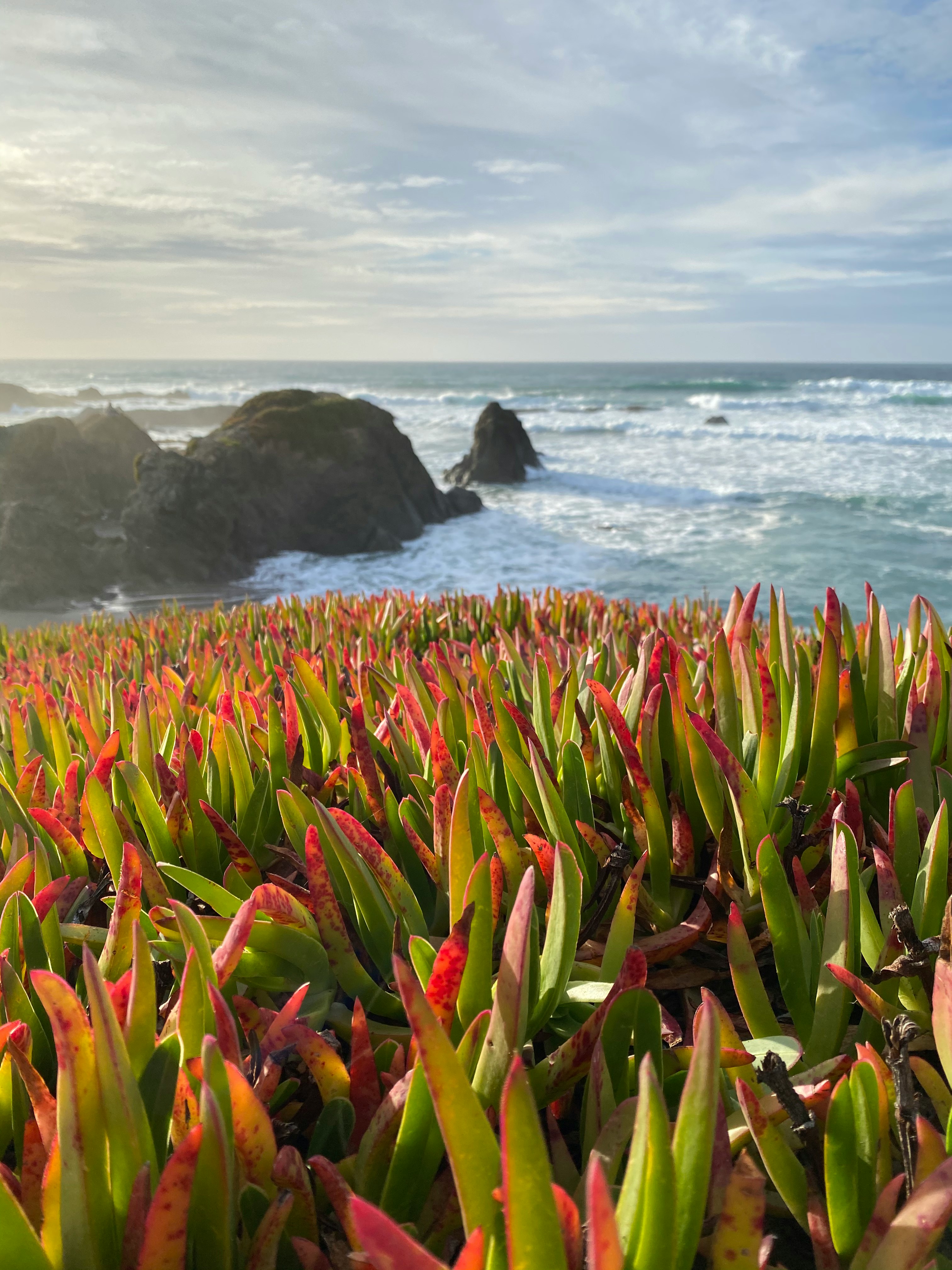 green and yellow plant near sea during daytime