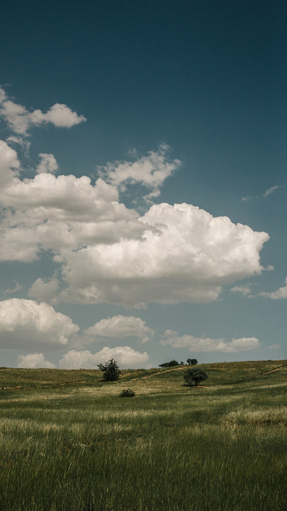 campo de hierba verde bajo nubes blancas y cielo azul durante el día