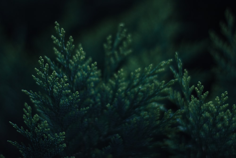 green pine tree in close up photography