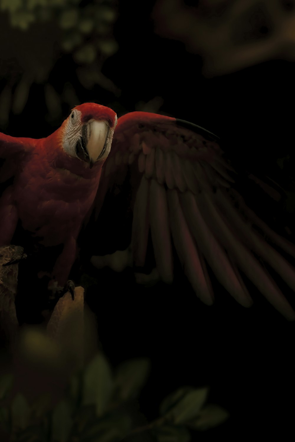 red and white parrot on brown tree branch