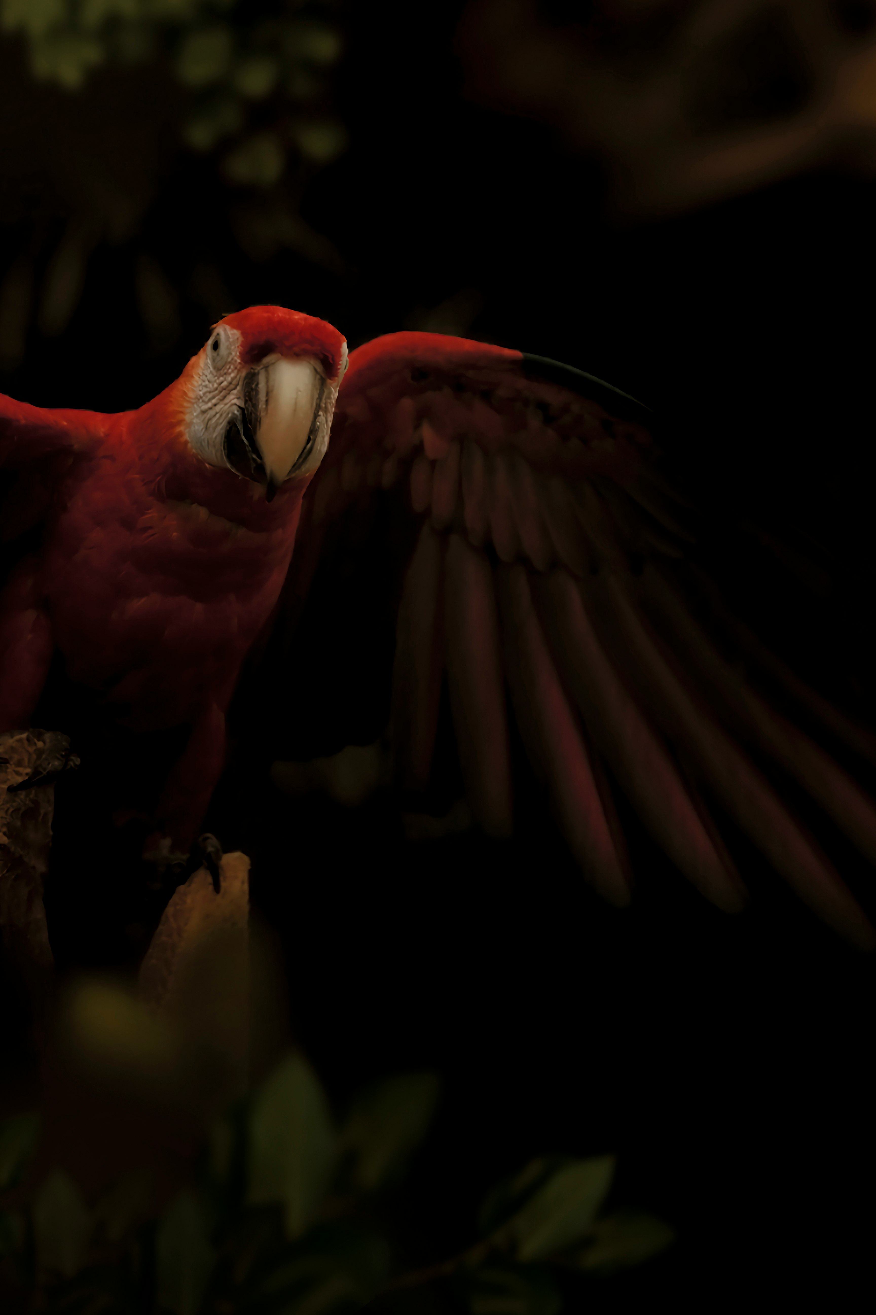 red and white parrot on brown tree branch