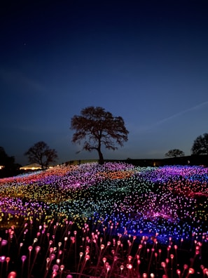 purple flower field during night time