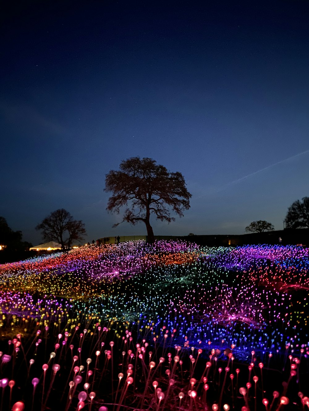 밤 시간의 보라색 꽃밭