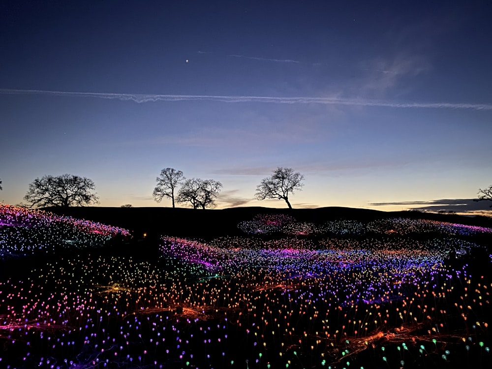 purple flower field during sunset