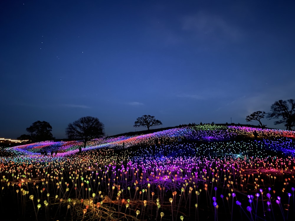 purple and green flower field during night time