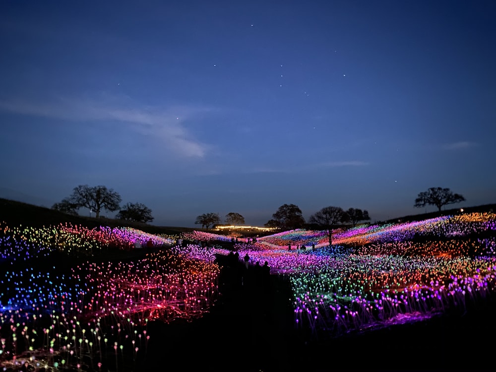 purple and pink flower field during night time