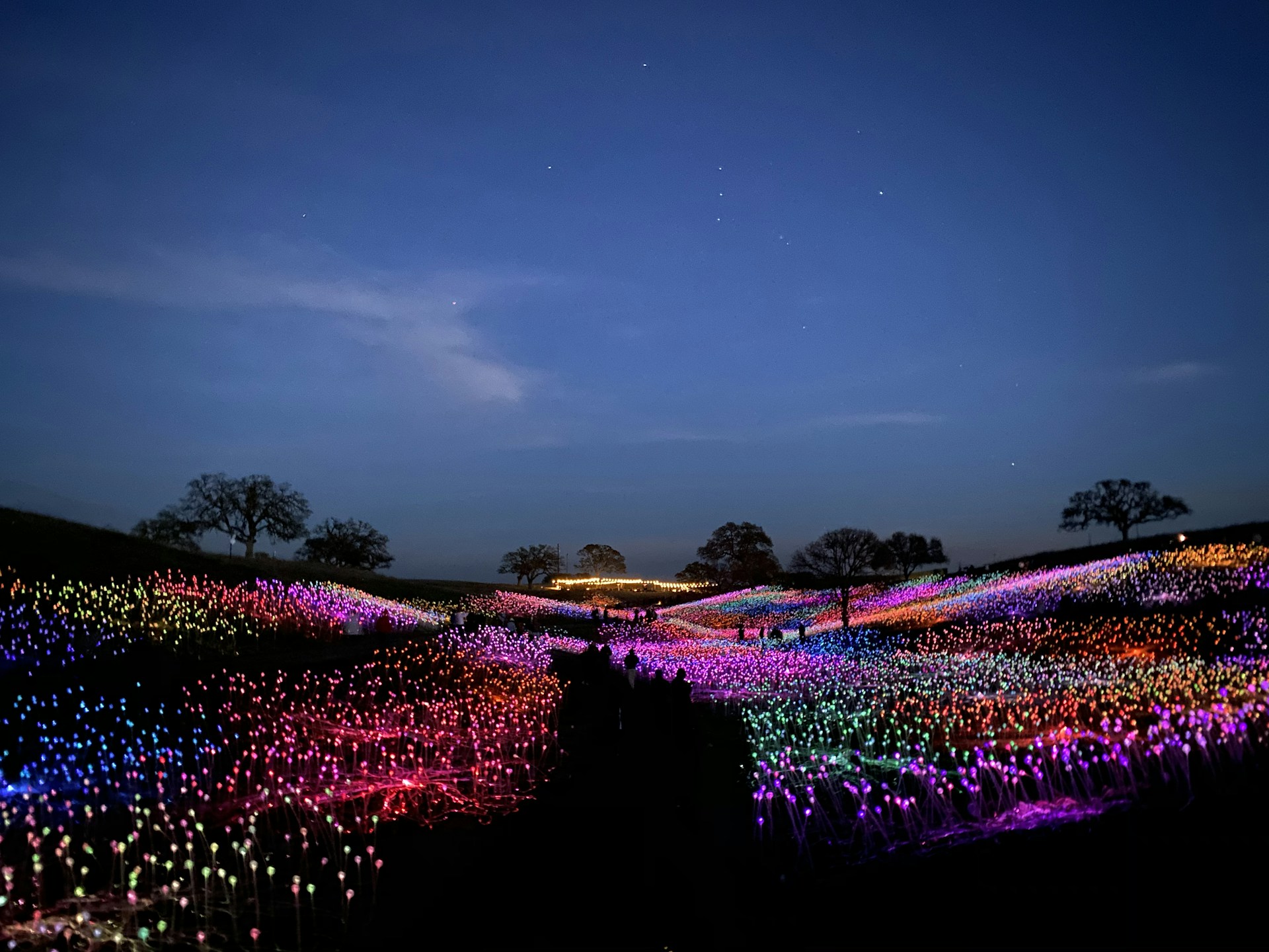 purple and pink flower field during night time