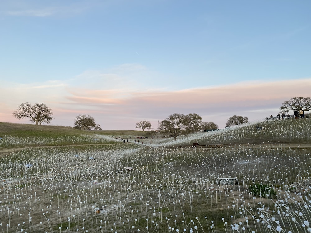 campo di erba verde sotto il cielo blu durante il giorno