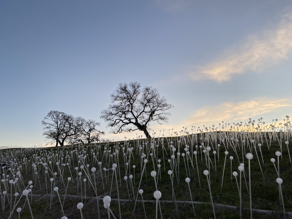 white dandelion flowers during sunset