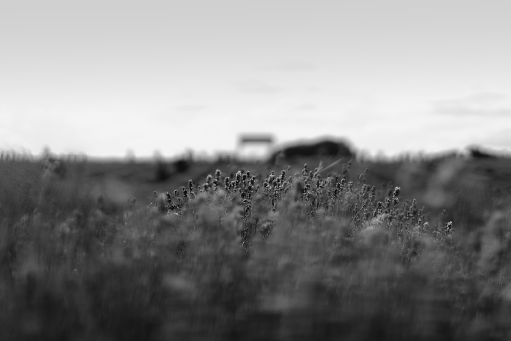 Photo en niveaux de gris d’un champ d’herbe