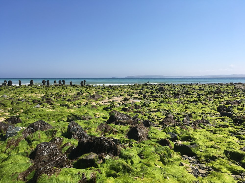 green grass field near sea under blue sky during daytime