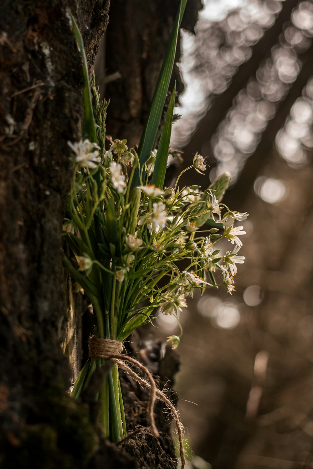 green plant on brown tree trunk