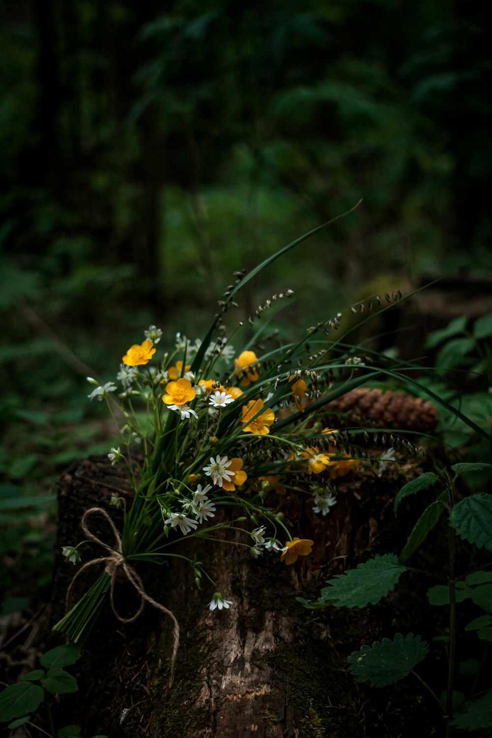 yellow flowers on brown tree trunk
