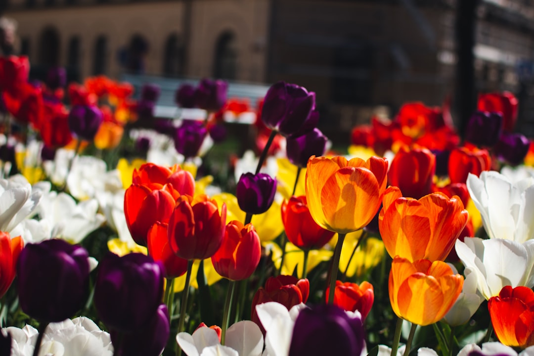 red and yellow tulips in bloom during daytime