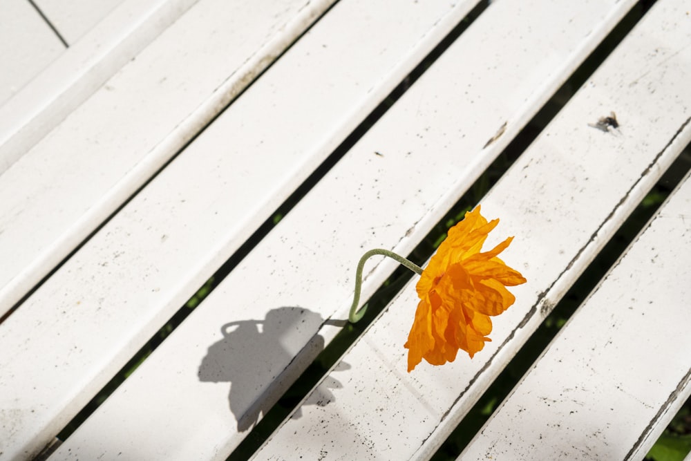 flor amarilla sobre banco de madera blanca