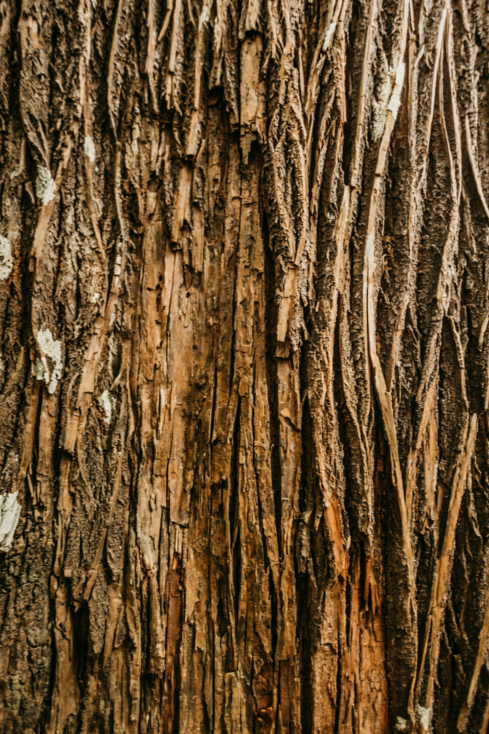 brown tree trunk in close up photography