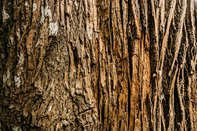 Close-up of a sturdy tree trunk with textured bark symbolizing strength and resilience.