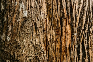 Close-up of a sturdy tree trunk with textured bark symbolizing strength and resilience.