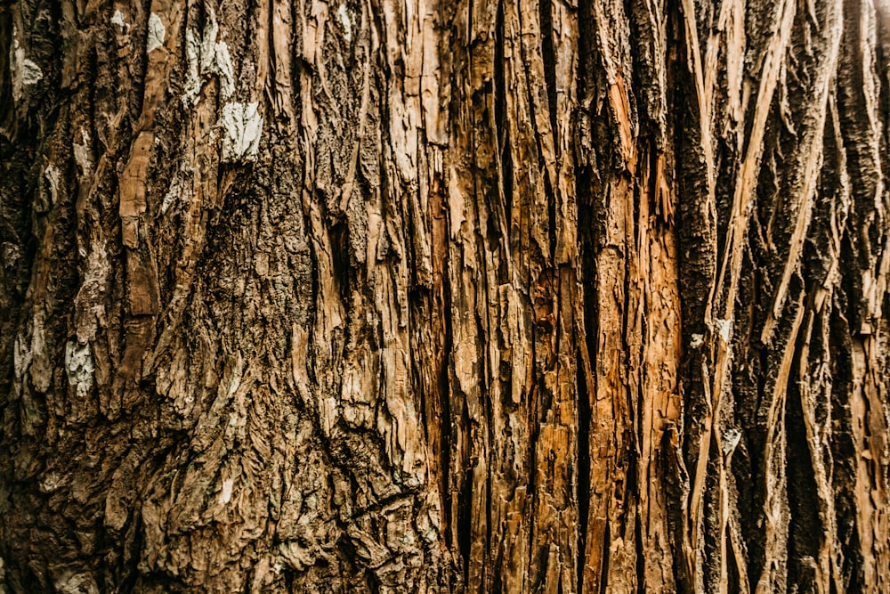 brown and black tree trunk