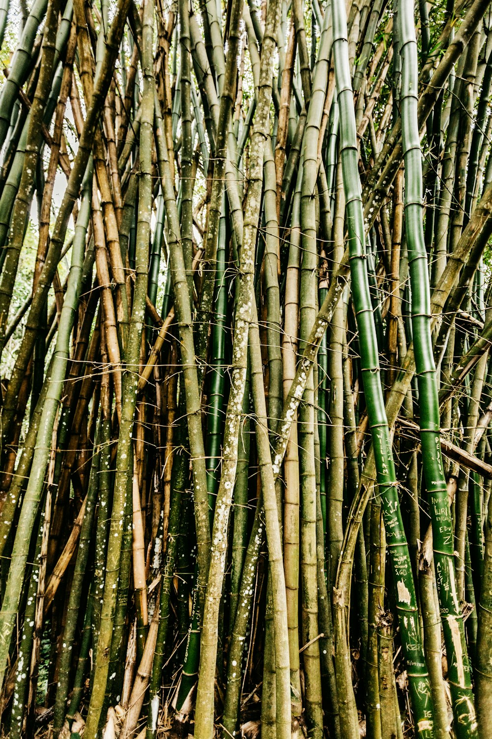 brown and green bamboo sticks