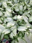 Bundles of vibrant caladiums ready for wholesale shipment from a Florida plantation