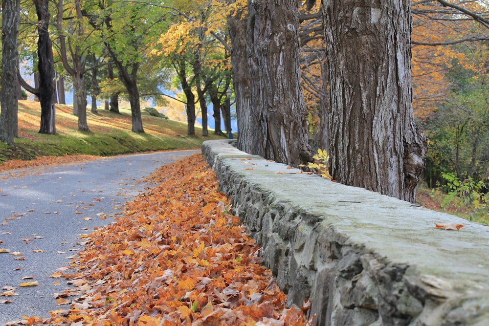 brown dried leaves on gray concrete road