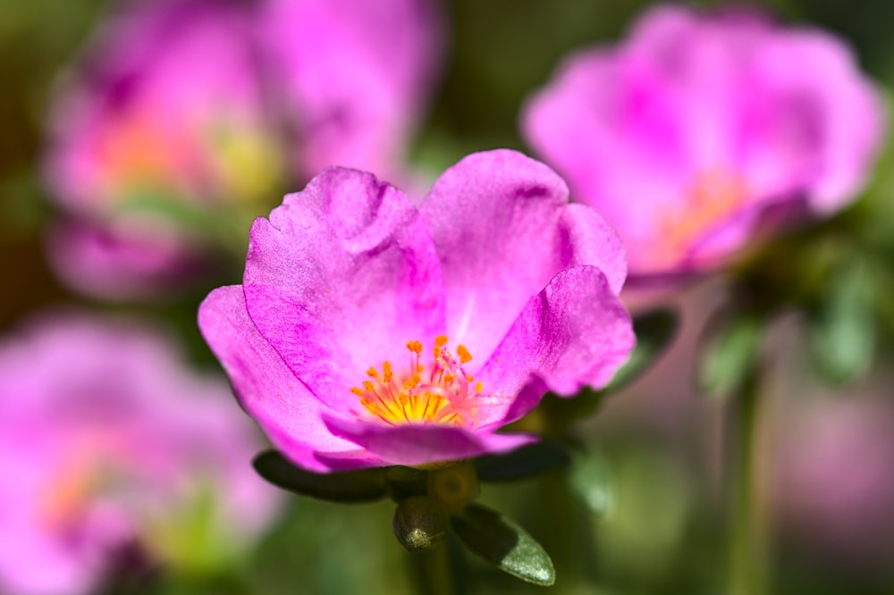 pink flower in tilt shift lens