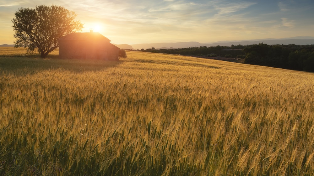 green grass field during sunset