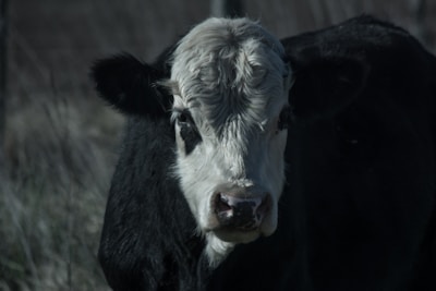 Close-up of a beautiful cow showcasing its unique breed characteristics.