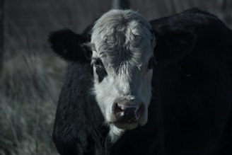 Close-up of a beautiful cow showcasing its unique breed characteristics.