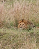 A lion with a mane partially concealed within tall dry grass, peering forward with an alert and focused expression. The surrounding area is a grassy field, giving a natural and wild ambiance.