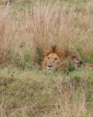 A lion with a mane partially concealed within tall dry grass, peering forward with an alert and focused expression. The surrounding area is a grassy field, giving a natural and wild ambiance.