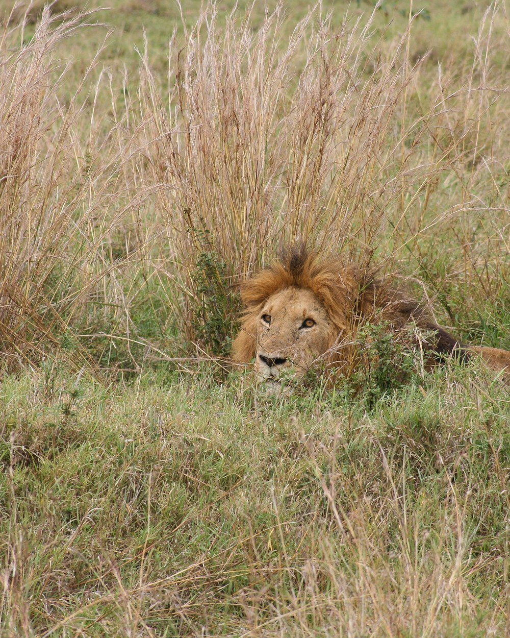 lion lying on brown grass field during daytime