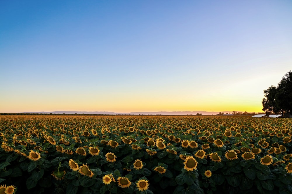 Grünes Pflanzenfeld bei Sonnenuntergang