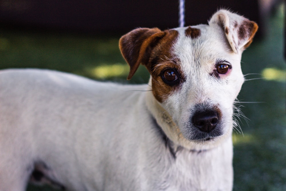 white and brown short coated dog