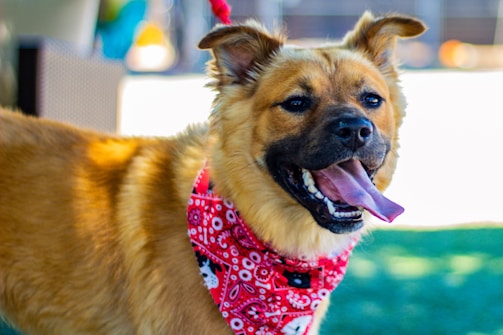 brown and white short coated dog with red and white polka dot scarf