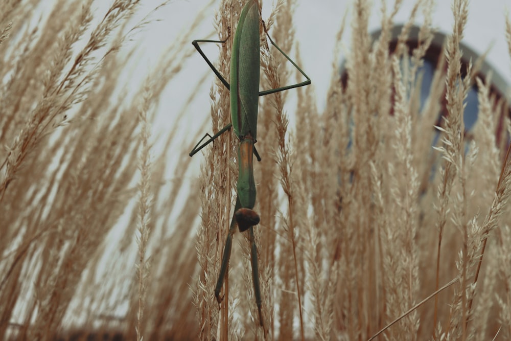 green praying mantis on brown dried grass during daytime