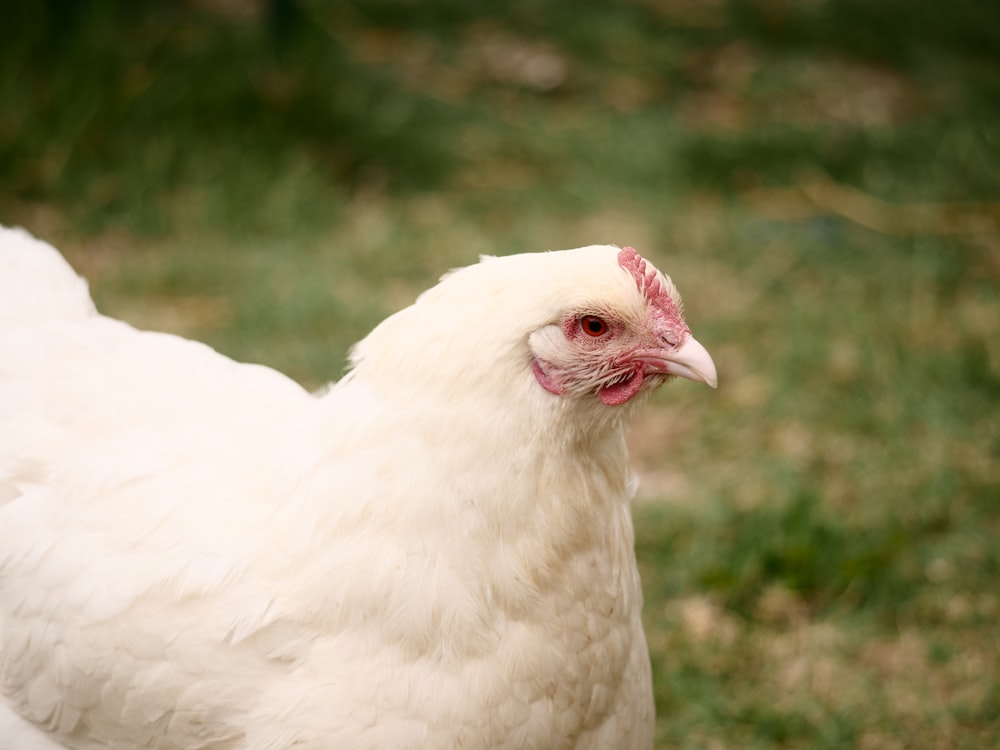 white chicken on green grass during daytime