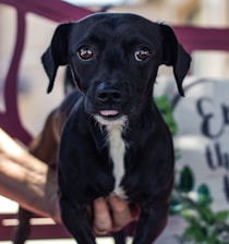 black and white short coated dog sitting on brown wooden bench