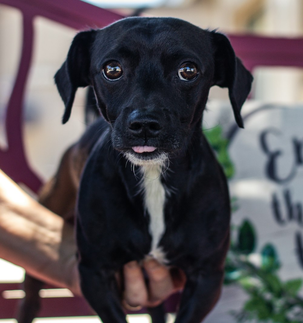 black and white short coated dog sitting on brown wooden bench